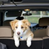 tu Auto Dog Friendly