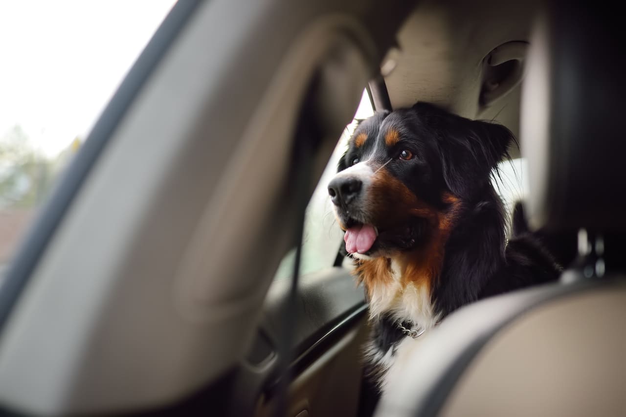 tu mascota en el auto