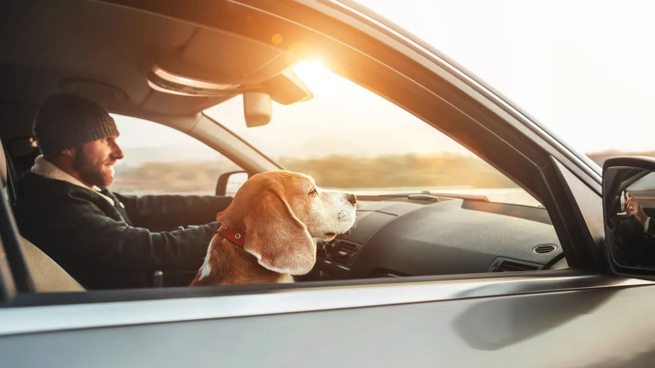 dog friendly asi es mejor tu auto Autos Rodando viaje con tu perro