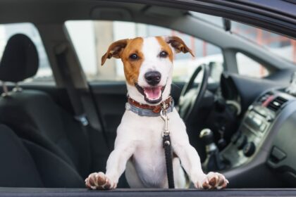 Eliminar el pelo de Mascotas del Auto